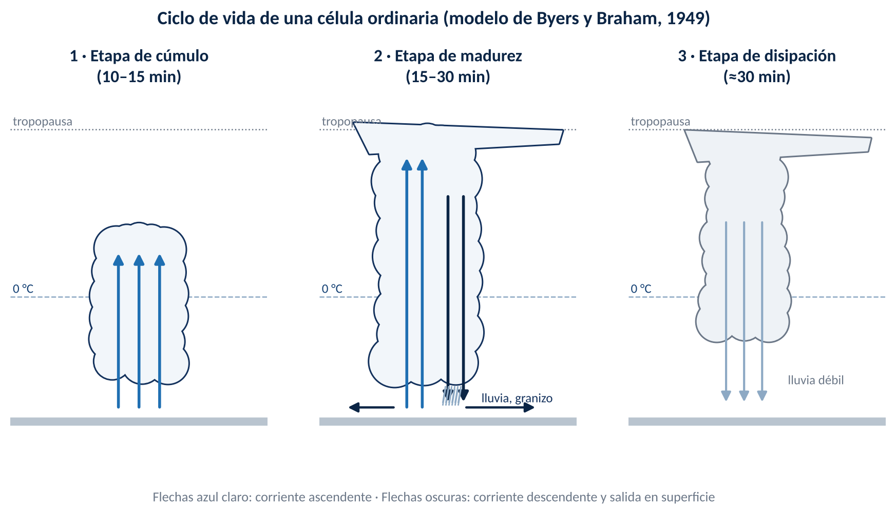 Ciclo de vida de una célula ordinaria según el modelo de Byers y Braham (1949). Esquema de elaboración propia.